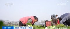 秋冬蔬菜出产供应根本较好老苍生的“菜