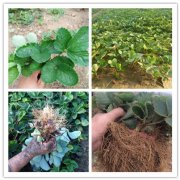 龙江越王草莓苗种植时间2025排名