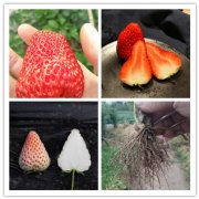 <b>三玉草莓苗种植时间2025排名一览</b>