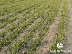 驻马店：做好低害办理确保小麦平安越冬
